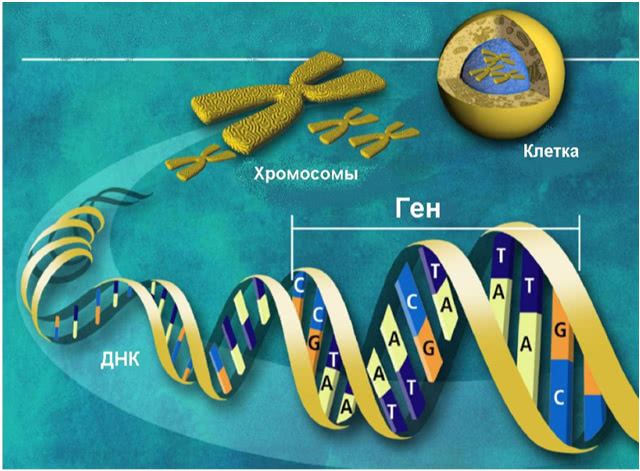 Секвенирование ДНК нового поколения NGS в Киеве в 