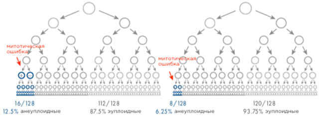 Влияние временного фактора. Митотическая ошибка рисунок 2